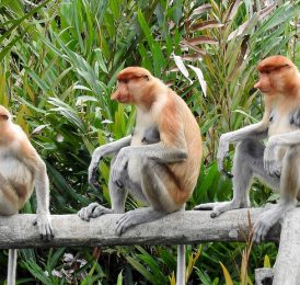 Things to do in Malaysian Borneo